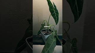 😭just alocasia problems 🌿🪴 plants shorts [upl. by Nahtannhoj]