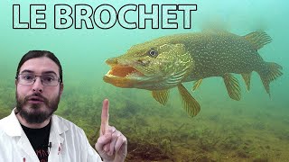 LE BROCHET  LA PÊCHE  LES TECHNIQUES 2020 🔴De A à Z🔴 [upl. by Carbone]