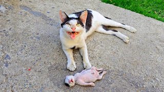 A crying mother cat brought her dying kitten to a man Just unbelieveble [upl. by Ahsirtap]