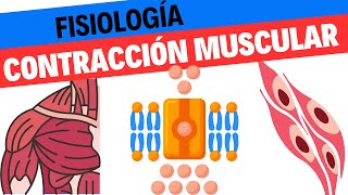 Fisiología de la contracción muscular [upl. by Innavoeg627]