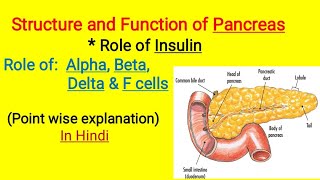 Structure and Function of Pancreas  Role of Insulin  Islet of Langerhans  in Hindi [upl. by Auod]