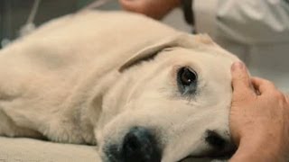 Top 10 Saddest Animal Deaths in Movies [upl. by Bartram]