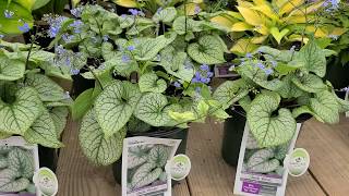 Brunnera Jack Frost Siberian Bugloss  SUPERB Award Winning Shade Loving Perennial [upl. by Madelon]