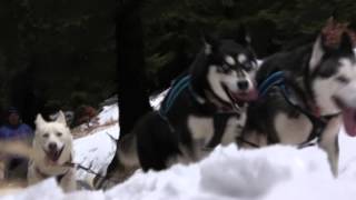 Šediváčkův long 2016 promo  sled dog race mushing [upl. by Adnohsel]