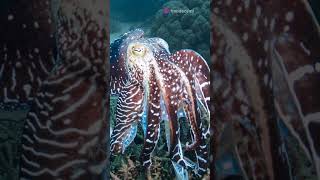 Octopus Secrets 3 Hearts amp Blue Blood knowledge unknownfacts facts generalknowledge [upl. by Marutani]