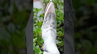 Shoebill Stork Snapping Beak Sound😍 [upl. by Brout]