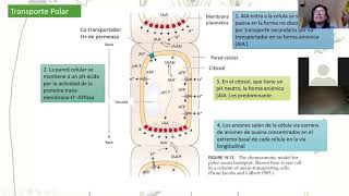 Clase 3 Auxina y Citoquininas [upl. by Arel950]