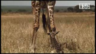 Battle at Kruger Mother Love Giraffe vs Hyena [upl. by Annekam]