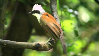 Digiscoped Whitecrested Laughingthrush [upl. by Abbotson]