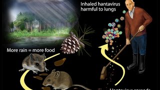 Hantavirus Infection [upl. by Gratt270]