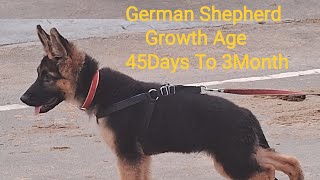 Jacky Growth Age 45Days To 3Month German Shepherd My Sweet Dog  My First Vlog germanshepherd [upl. by Zaragoza]