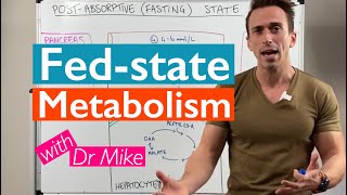 What happens to your body after eating a meal  Metabolism [upl. by Lally79]