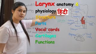 Larynx anatomy amp physiology in hindi  parts  structure  vocal cord  cartilages  functions [upl. by Anaerdna]