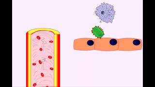 USMLE Animated Immunology  Infection amp Acute Inflammation  Monocytes amp Macrophages [upl. by Olinad]