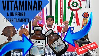 👉VITAMINAS PARA MI PERRO✅ 👉AMERICAN BULLY 🛑 PITBULL ¡EFECTIVO¡CATOSAL Y VIGANTOL✅NACIONBULLYJMC [upl. by Maryl621]