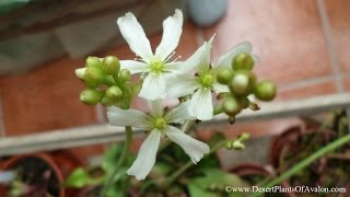 My Venus Flytrap Plant in Flower  Dionaea muscipula [upl. by Ekal]