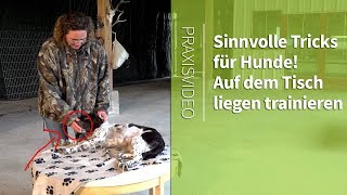 Sinnvolle Tricks für Hunde ► Am Tisch liegen trainieren ►Praxisvideo [upl. by Edasalof]