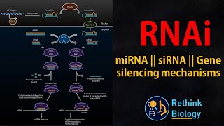 RNA interference RNAi Animation  miRNA  siRNA  mRNA regulation [upl. by Calista119]