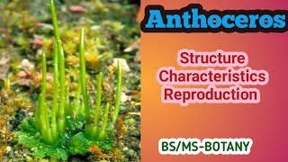 Anthoceros  Bryophytes  BSMSBotany  Urdu amp Hindi [upl. by Daune]