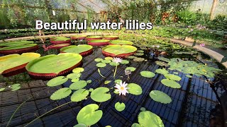 Beautiful water lilies in Kew Gardens Nymphaeaceae [upl. by Schwartz965]