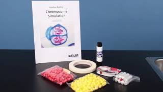 Chromosome Simulation Kit [upl. by Symer]