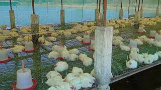 Integrated ChickenFish Farming Demo [upl. by April]