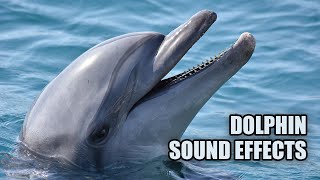 Dolphin Sounds 🐬 Dolphin Sound Effects [upl. by Kathryne116]