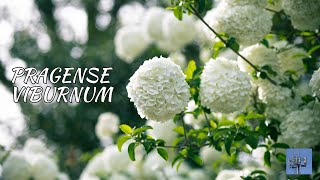 quotPragense Viburnum Bushes Evergreen Charm and Seasonal Delightsquot [upl. by Hamlen]