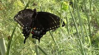 Black Swallowtail Host Plants 4 Plants You Might Already Have in Your Garden [upl. by Akined]