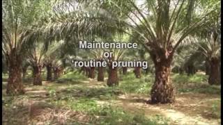 Oil Palm Plantation Operation Pruning [upl. by Avraham14]