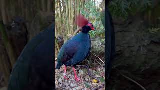 Roul Roul  Crested Partridge  Birds Video  Bird Sounds [upl. by Marrilee]