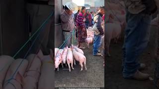 खेतों से सूअर भगाने का अनोखा तरीका 😨 pig farming [upl. by Jezreel]