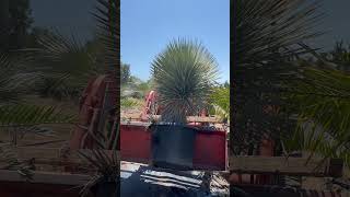 Yucca Rostrata nursery foryourpage plantnursery loading [upl. by Enomahs]