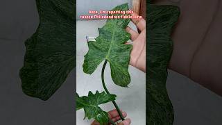 Repotting A Philodendron Fiddle Lime in Leca for Better Growth  Philodendron Plant Care [upl. by Inalawi]