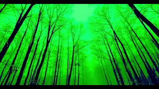 This Forest Trees HD Green Screen Video is Amazing [upl. by Gusella]