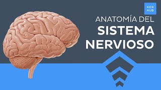 Sistema nervioso Generalidades partes y funciones  Anatomía Humana  Kenhub [upl. by Call]