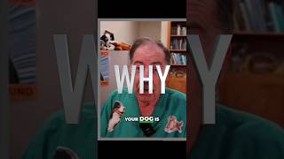 Why is My Dog Shaking His Head Common Causes and Solutions veterinarian dogshorts doglover [upl. by Kall]