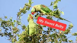 Alexandrine Parrot Feeding its Baby on Tree  Baby alexandrine Parrot [upl. by Plantagenet]