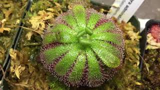 Sundews ✨ The Ultimate Beginners Carnivorous Plant 🌱 [upl. by Royall]