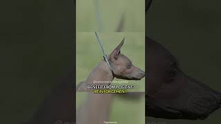 Xoloitzcuintli  Mexicos Timeless Dogs Loyal Companions [upl. by Derwin]