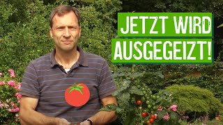 Ausgeizen von Tomaten  Der Grüne Tipp kompakt [upl. by Misak]