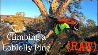 Climbing a Loblolly Pine One Saw for the Whole Tree [upl. by Abihsot539]