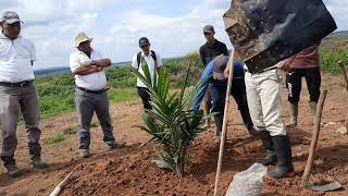 CARA MENANAM BIBIT SAWIT YANG BENAR AGAR BERBUAH BANYAK DARI MANAGER ASIAN AGRI [upl. by Trudnak]