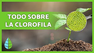 Qué es la CLOROFILA🌿 Función Tipos y más 👇 [upl. by Durrell]