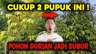 PAKAI 2 PUPUK INI ❗DIJAMIN POHON DURIAN ANDA TUMBUH SUBUR DAN CEPAT BESAR [upl. by Neeron34]