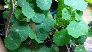 Growing Nasturtium Microgreens [upl. by Sauers]