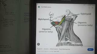 Neurology  Cranial Nerve XII  Hypoglossal nerve [upl. by Nepets370]