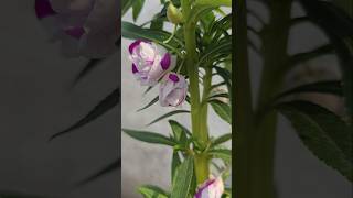 Easy flower plant to grow in october gardening shorts blog [upl. by Lolanthe]