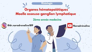 les organes hématopoïétiques moelle osseuse  ganglion lymphatique2ème année بالرسومات و الدارجة [upl. by Peterson]