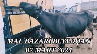 MAL BAZARİ BEYLƏQAN 07 MART 2024 YENİ VİDEO ÇƏKİLİŞ malbazaribeyləqanqulubeyləqan [upl. by Brad]